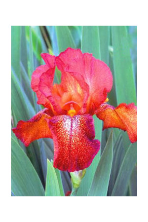 kosaciec, kosaciec amerykański, irys, iris