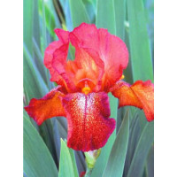 kosaciec, kosaciec amerykański, irys, iris