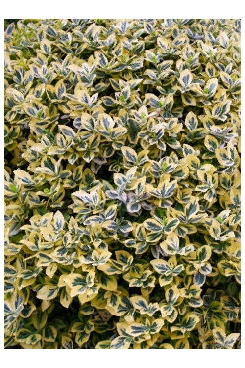 trzmielina, Euonymus