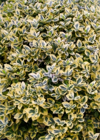 trzmielina, Euonymus