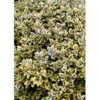 trzmielina, Euonymus