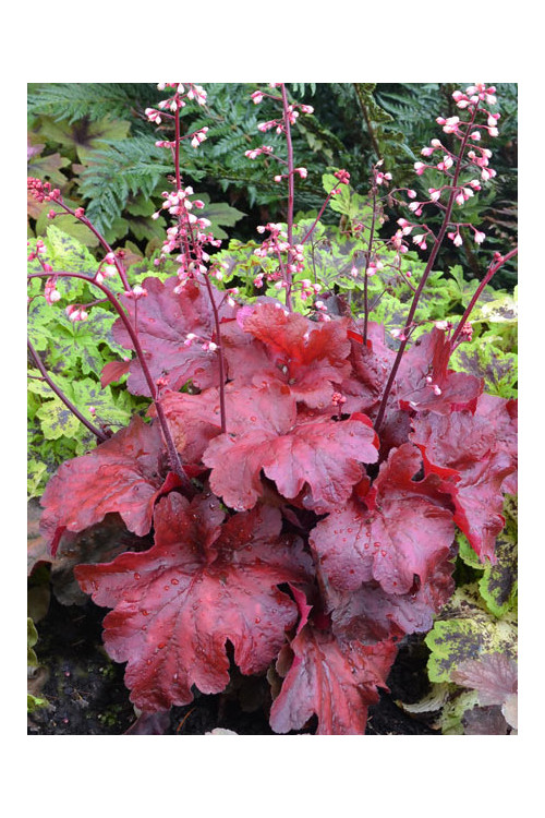 żurawka, żurawka Fire Alarm, heuchera