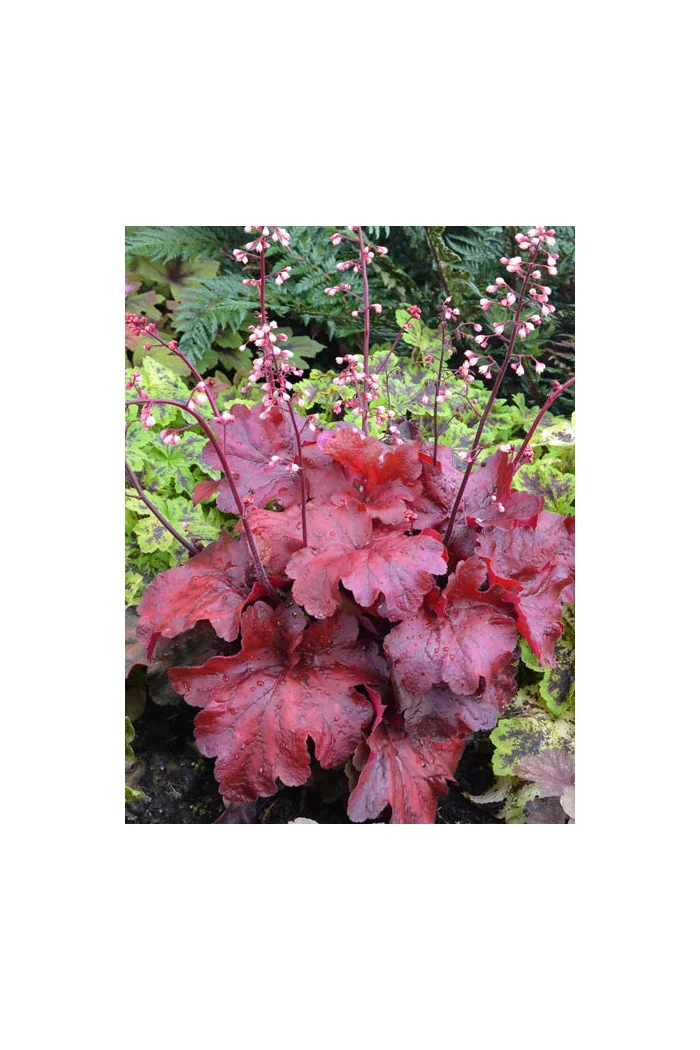 żurawka, żurawka Fire Alarm, heuchera