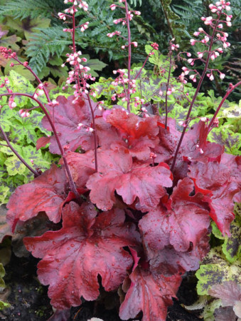 żurawka, żurawka Fire Alarm, heuchera