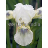 Kosaciec (Irys) niski 'Green Spot' Iris
