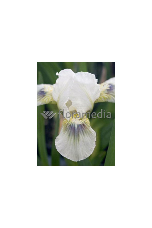 Kosaciec (Irys) niski 'Green Spot' Iris