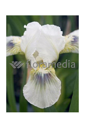 Kosaciec (Irys) niski 'Green Spot' Iris