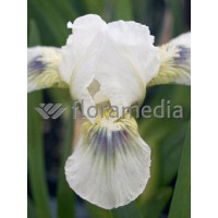 Kosaciec (Irys) niski 'Green Spot' Iris