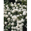 Kalina japońska 'Grandiflorum' Viburnum plicatum