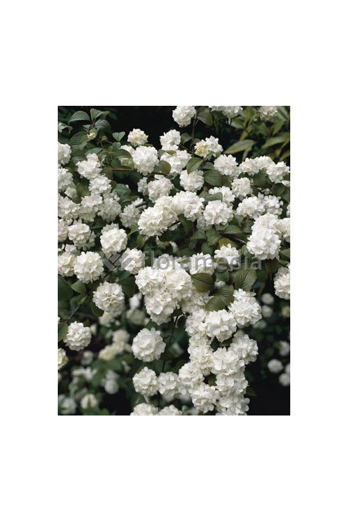 Kalina japońska 'Grandiflorum' Viburnum plicatum