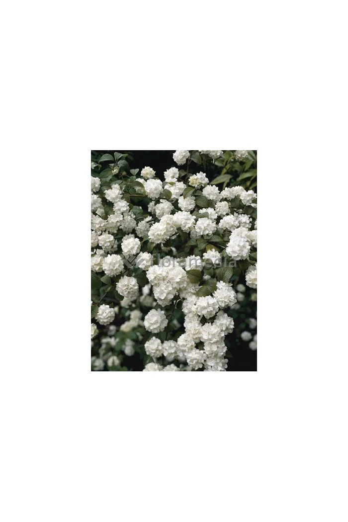 Kalina japońska 'Grandiflorum' Viburnum plicatum