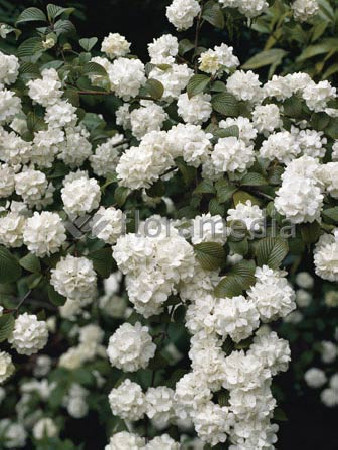 Kalina japońska 'Grandiflorum' Viburnum plicatum
