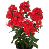 Floks wiechowaty 'Flame Red' | Phlox panniculata