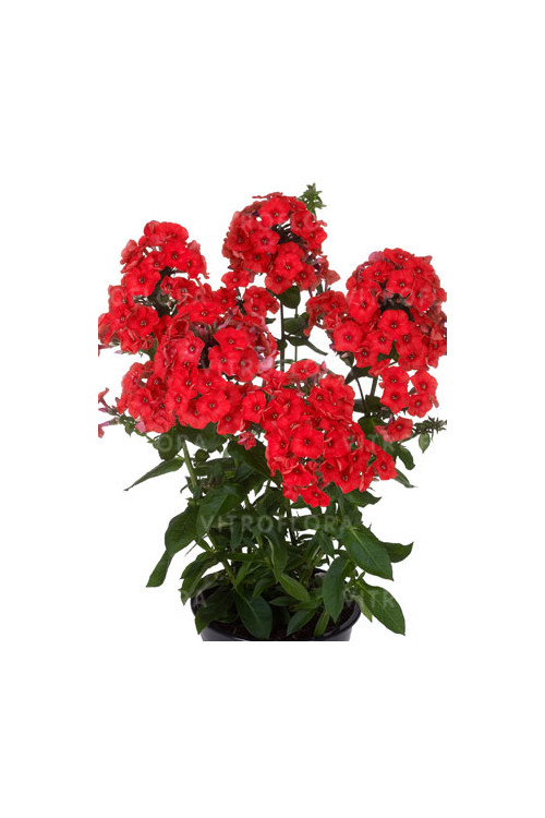 Floks wiechowaty 'Flame Red' | Phlox panniculata