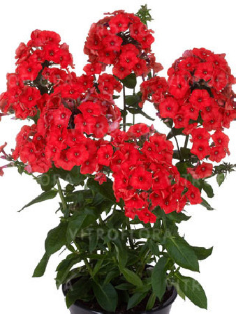 Floks wiechowaty 'Flame Red' | Phlox panniculata