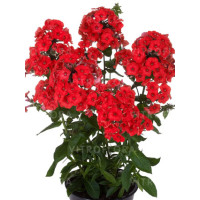 Floks wiechowaty 'Flame Red' | Phlox panniculata