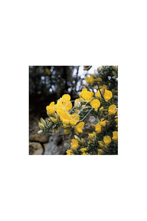 Kolcolist zachodni Ulex europaeus