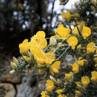 Kolcolist zachodni Ulex europaeus