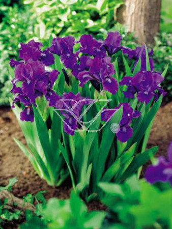 Kosaciec (Irys) niski 'Little Shadow' Iris pumila