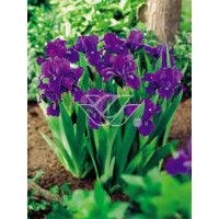 Kosaciec (Irys) niski 'Little Shadow' Iris pumila