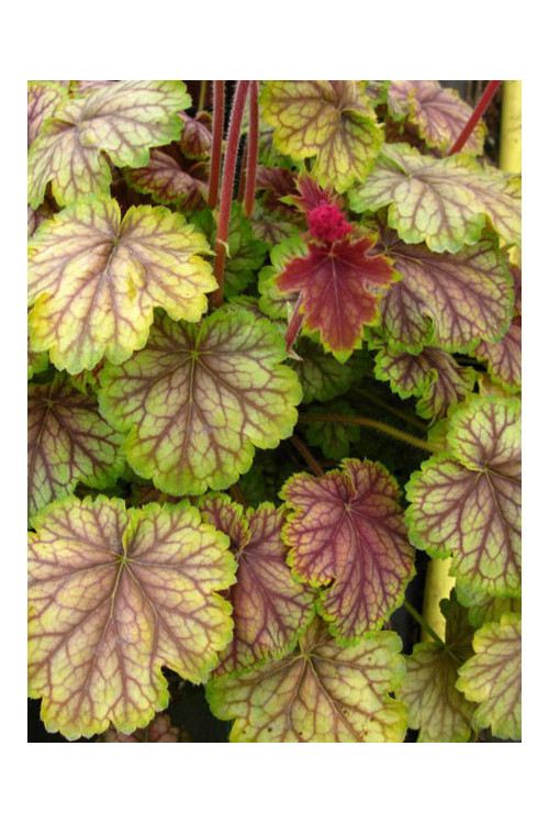 Żurawka MASTER PAINTER 'Van Gogh' Heuchera