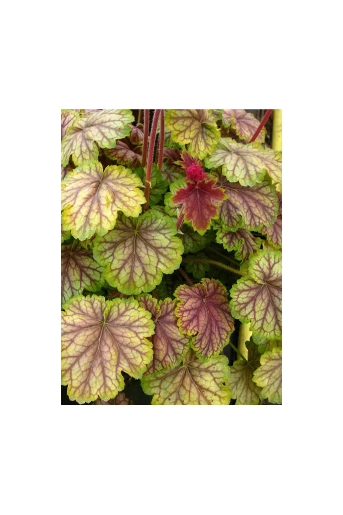 Żurawka MASTER PAINTER 'Van Gogh' Heuchera