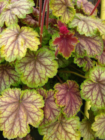 Żurawka MASTER PAINTER 'Van Gogh' Heuchera