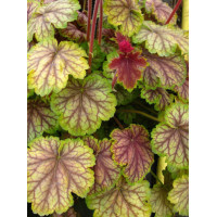 Żurawka MASTER PAINTER 'Van Gogh' Heuchera