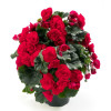 Begonia Solenia 'Red Improved'