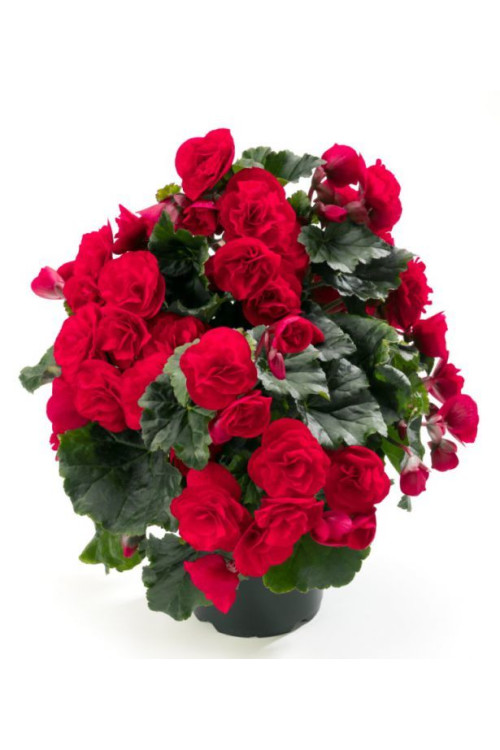 Begonia Solenia 'Red Improved'