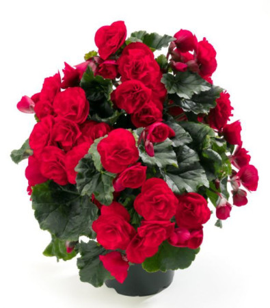 Begonia Solenia 'Red Improved'