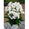 Floks wiechowaty 'Famous White' Phlox panniculata