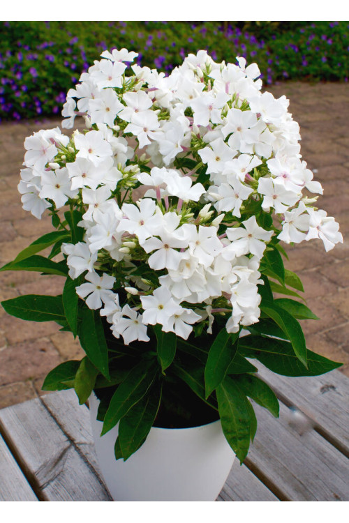 Floks wiechowaty 'Famous White' Phlox panniculata