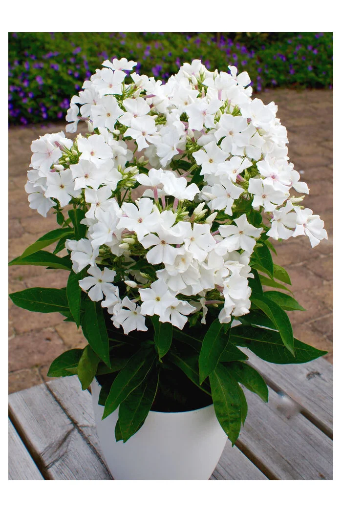 Floks wiechowaty 'Famous White' Phlox panniculata