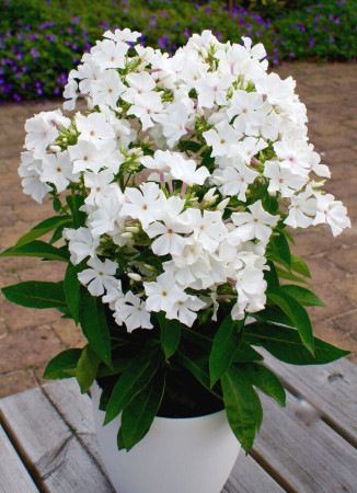 Floks wiechowaty 'Famous White' Phlox panniculata