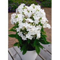 Floks wiechowaty 'Famous White' Phlox panniculata