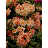 Różanecznik 'Flautando' Rhododendron