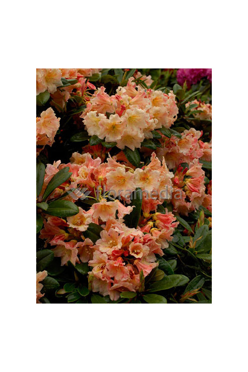 Różanecznik 'Flautando' Rhododendron