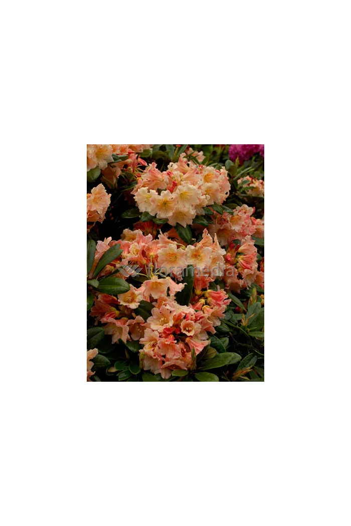 Różanecznik 'Flautando' Rhododendron