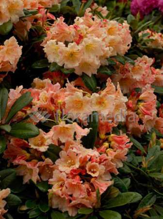 Różanecznik 'Flautando' Rhododendron