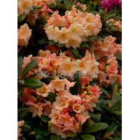 Różanecznik 'Flautando' Rhododendron