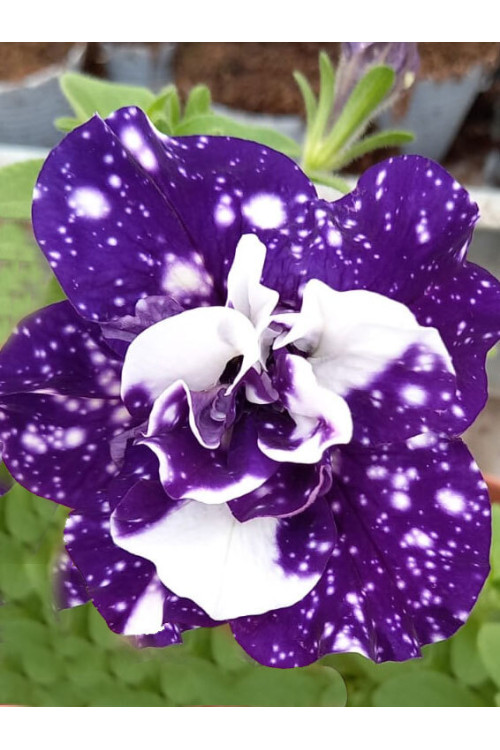 Petunia ''Sweet Sunshine Blue Sky' | Petunia x hybrida