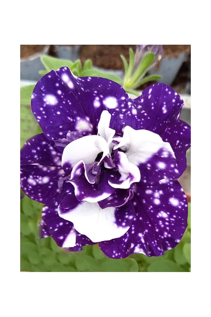 Petunia ''Sweet Sunshine Blue Sky' | Petunia x hybrida