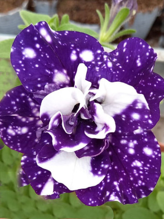 Petunia ''Sweet Sunshine Blue Sky' | Petunia x hybrida