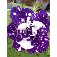 Petunia ''Sweet Sunshine Blue Sky' | Petunia x hybrida