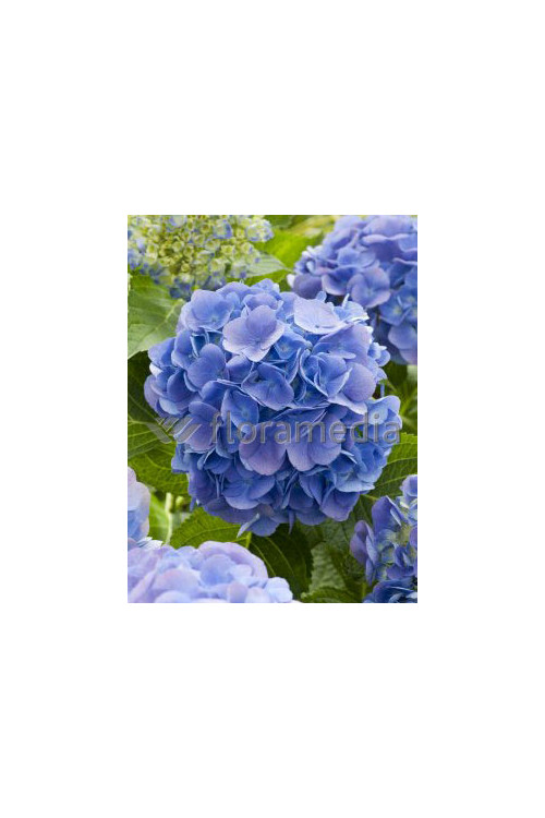 Hortensja ogrodowa 'Bella' | Hydrangea macrophylla