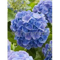 Hortensja ogrodowa 'Bella' | Hydrangea macrophylla