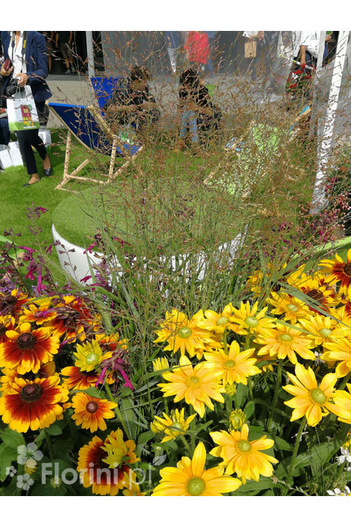 Proso rózgowate 'Warrior' | Panicum virgatum