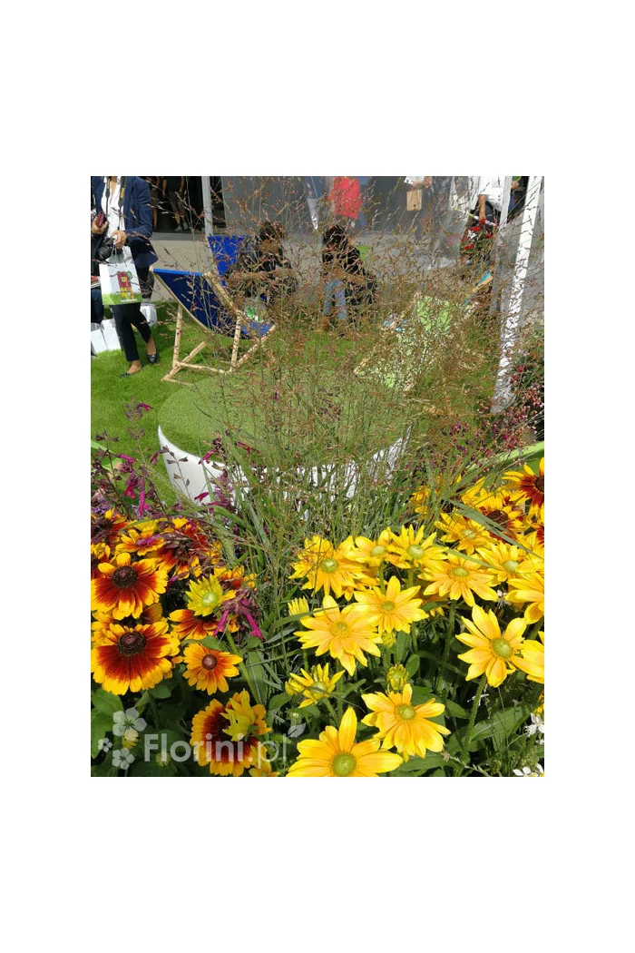 Proso rózgowate 'Warrior' | Panicum virgatum