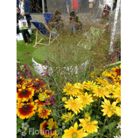 Proso rózgowate 'Warrior' | Panicum virgatum